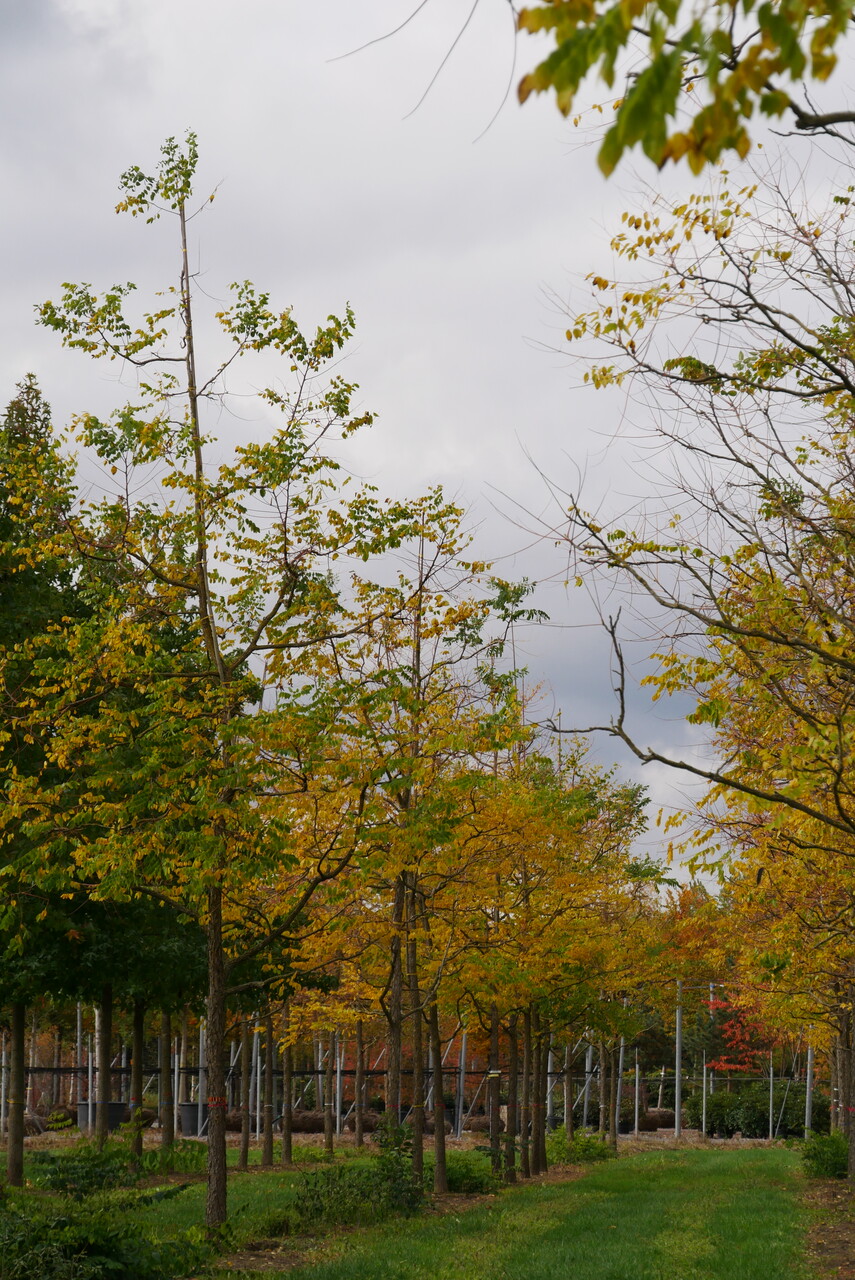 Gymnocladus dioica Kentucky coffee tree Van den Berk Nurseries